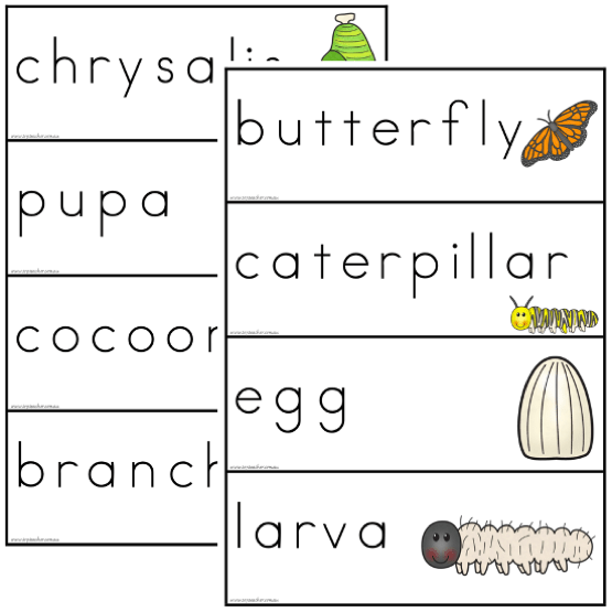 Butterfly Life Cycle Word Wall - Top Teacher