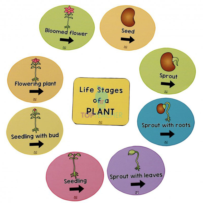 life-cycle-of-a-plant-anchor-chart-plant-life-cycles-vrogue-co