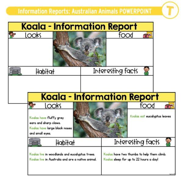 Information Reports Australian Animals POWERPOINT - Image 3