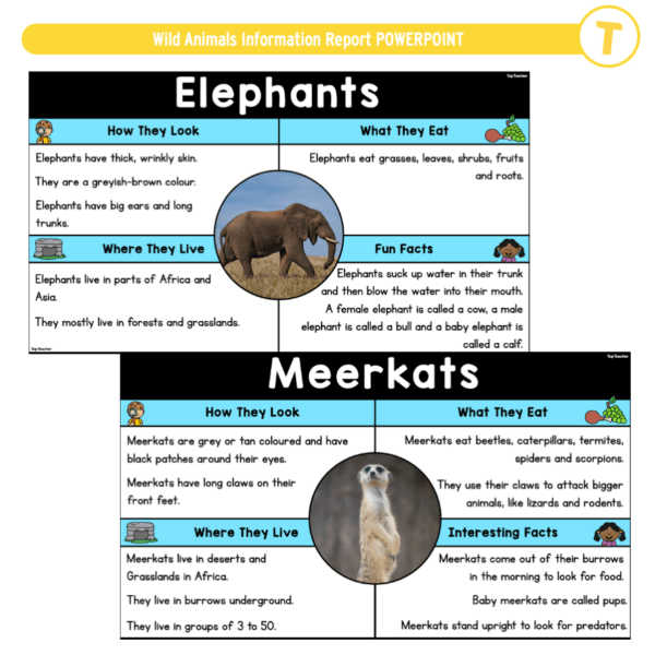 Wild Animals Information Report POWERPOINT - Image 3