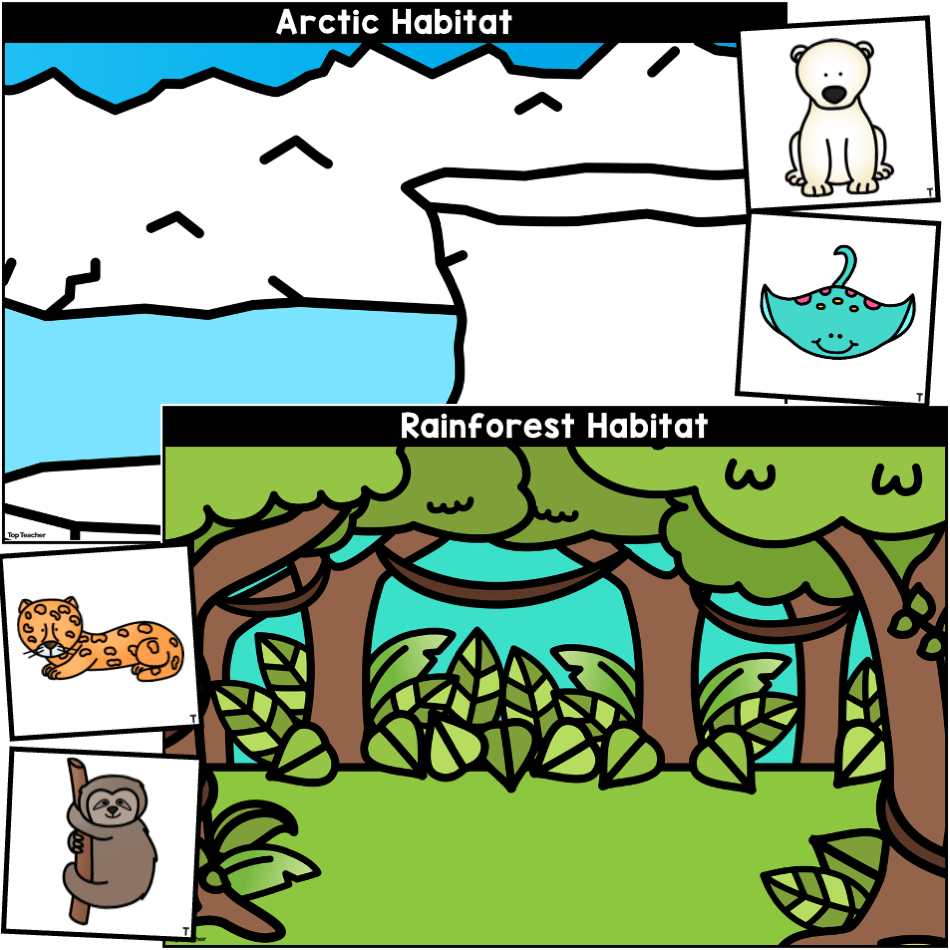 Animal Cards and Habitat Backgrounds top teacher
